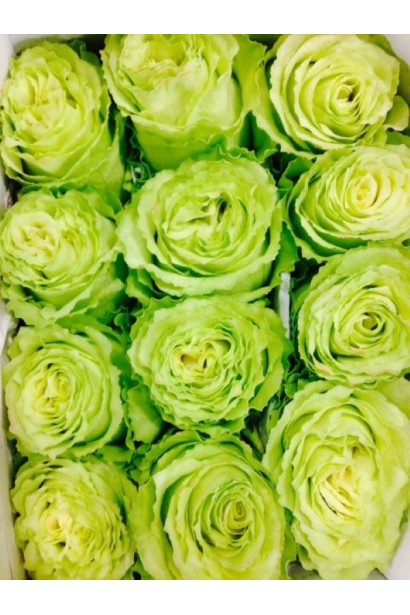 Роза зеленая Грин Фэшн